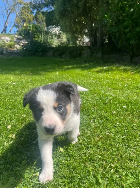 disponibili Regalo cuccioli di border collie femmine e maschi  | Foto 6