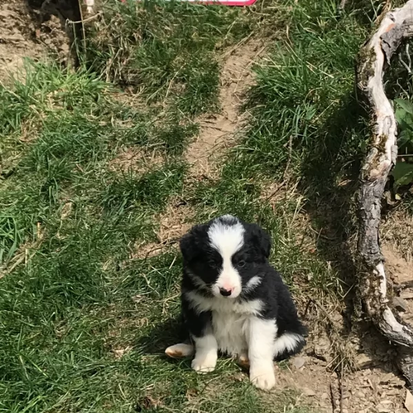 disponibili Regalo cuccioli di border collie femmine e maschi  | Foto 3
