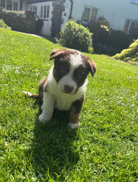 disponibili Regalo cuccioli di border collie femmine e maschi  | Foto 2