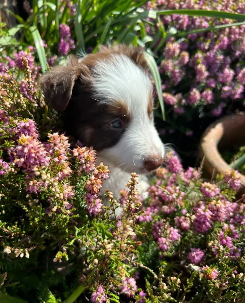 disponibili Regalo cuccioli di border collie femmine e maschi 