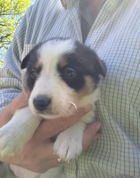 disponibili Regalo cuccioli di border collie femmine e maschi  | Foto 0