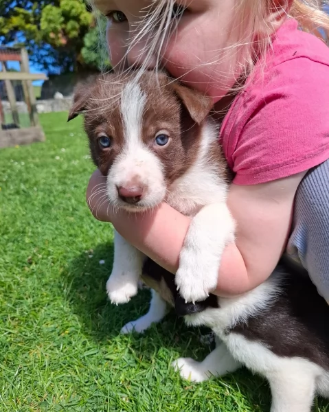 disponibili Regalo cuccioli di border collie femmine e maschi  | Foto 0