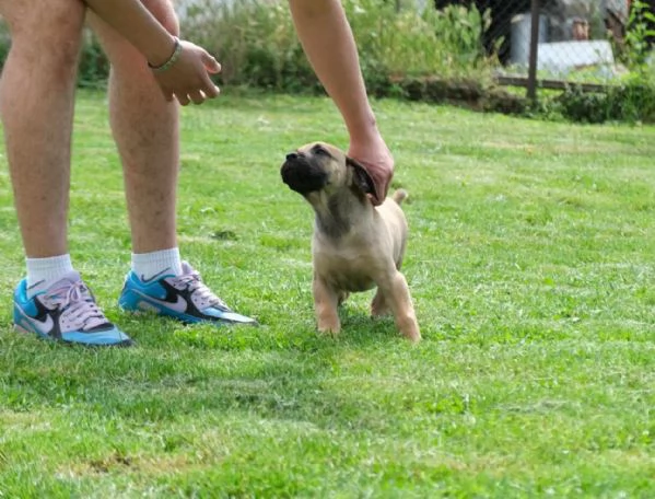 Cuccioli di Boerboel (mastino sudafricano)