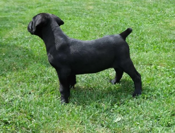 Cuccioli di Boerboel (mastino sudafricano) | Foto 6