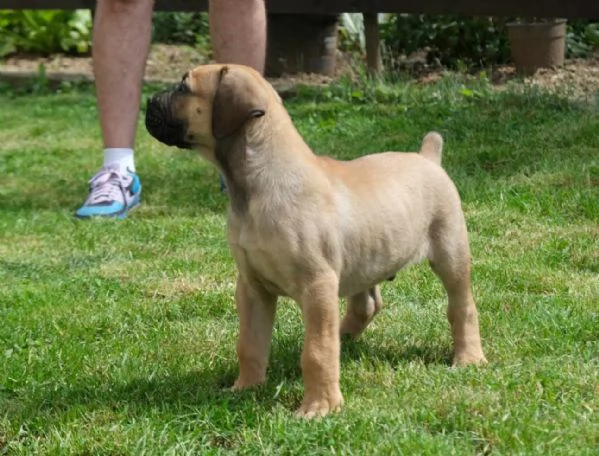 Cuccioli di Boerboel (mastino sudafricano) | Foto 5
