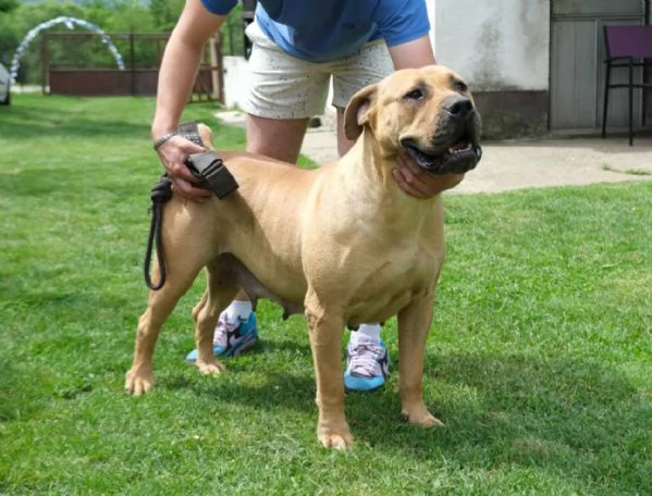 Cuccioli di Boerboel (mastino sudafricano) | Foto 4
