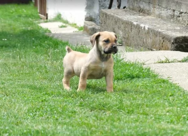 Cuccioli di Boerboel (mastino sudafricano) | Foto 3