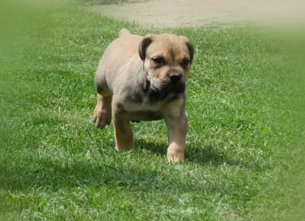 Cuccioli di Boerboel (mastino sudafricano) | Foto 2
