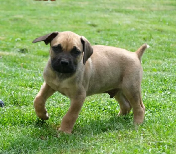 Cuccioli di Boerboel (mastino sudafricano) | Foto 1