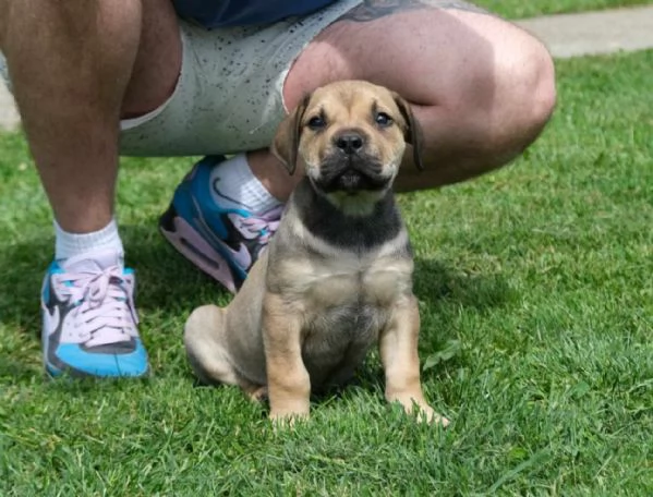 Cuccioli di Boerboel (mastino sudafricano) | Foto 0