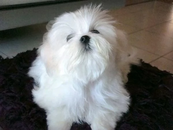 Maltese 