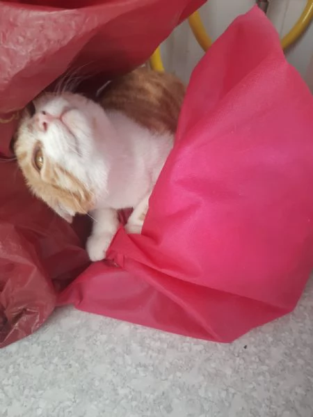 Una famiglia per Orange  | Foto 4