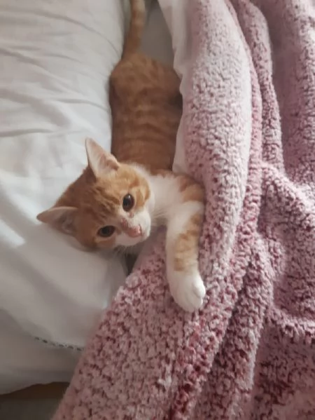 Una famiglia per Orange  | Foto 3