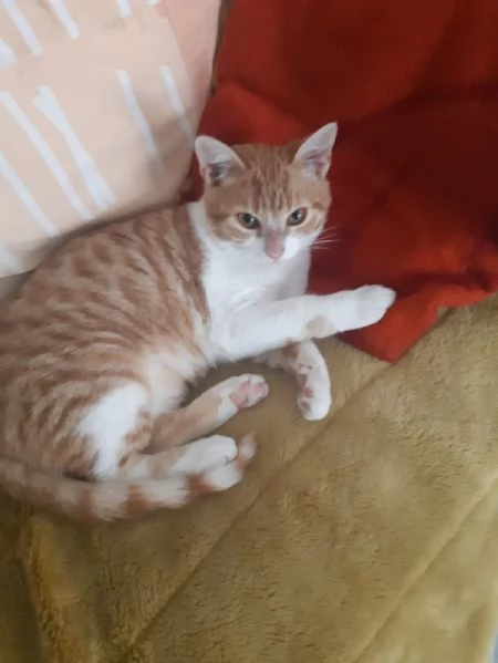 Una famiglia per Orange  | Foto 2