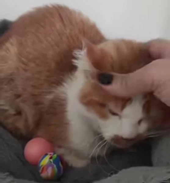 Una famiglia per Lea | Foto 3