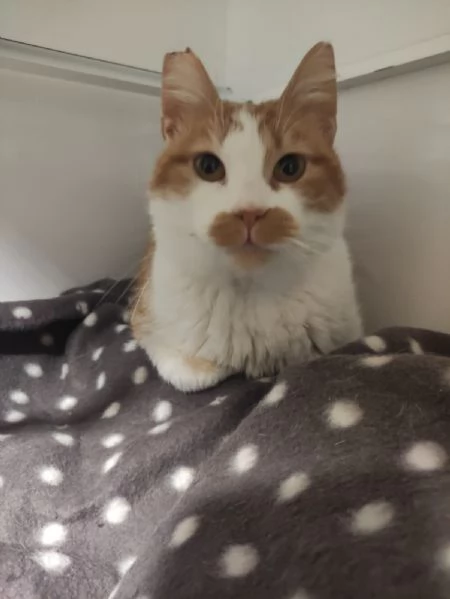 Una famiglia per Lea