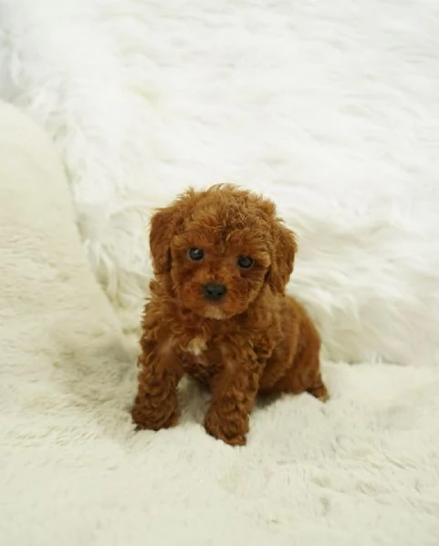 Barboncini toy in cerca d'amore