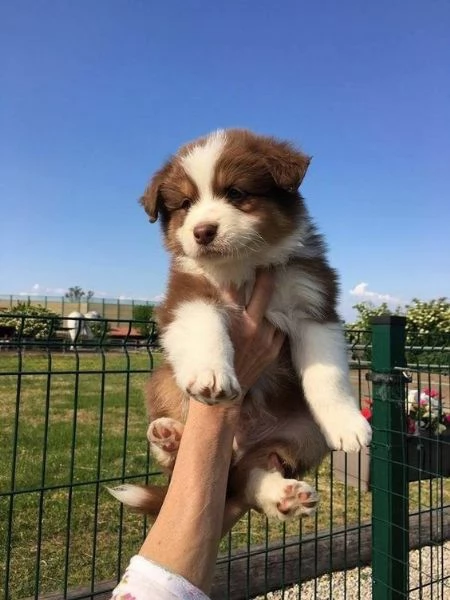 adorabili cuccioli di border collie femminucce e maschietti disponibili . i cuccioli sono vaccinati 
