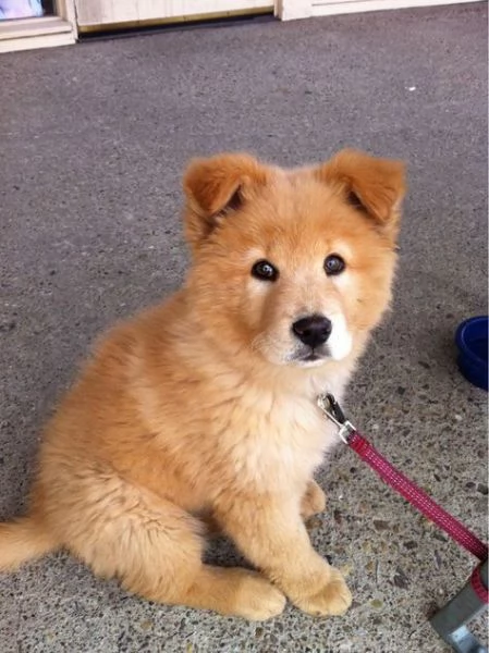 adorabili cuccioli di chow chow femminucce e maschietti disponibili . i cuccioli sono vaccinati sver