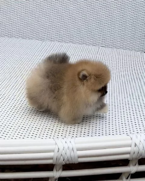 Pomerania cucciolo | Foto 1