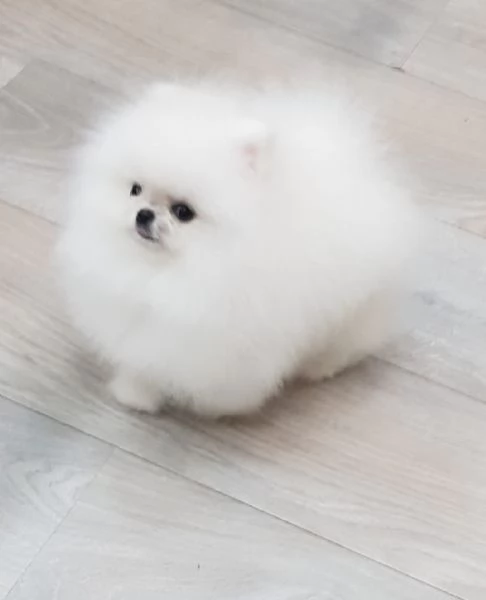 Cuccioli di Pomerania toy!!