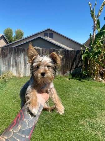 Yorkies in vendita | Foto 3