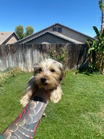 Yorkies in vendita | Foto 2