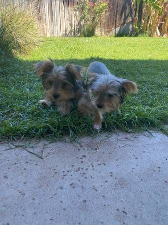 Yorkies in vendita | Foto 1