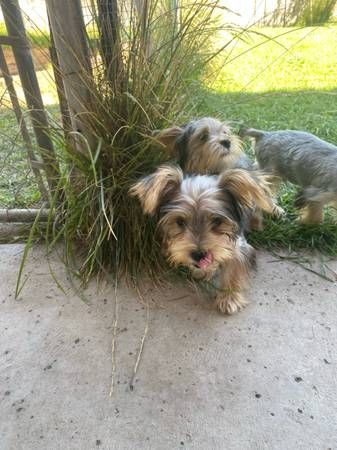 Yorkies in vendita | Foto 0
