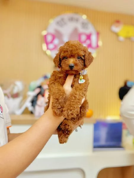 Toy Poodle Puppies for sale  | Foto 2