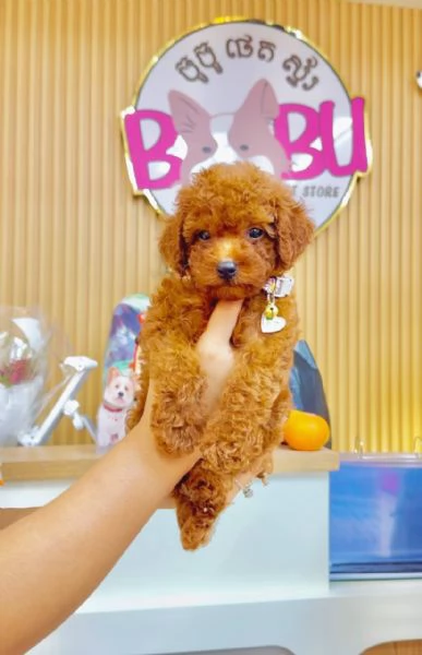 Toy Poodle Puppies for sale  | Foto 1