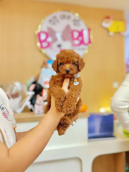 Toy Poodle Puppies for sale 