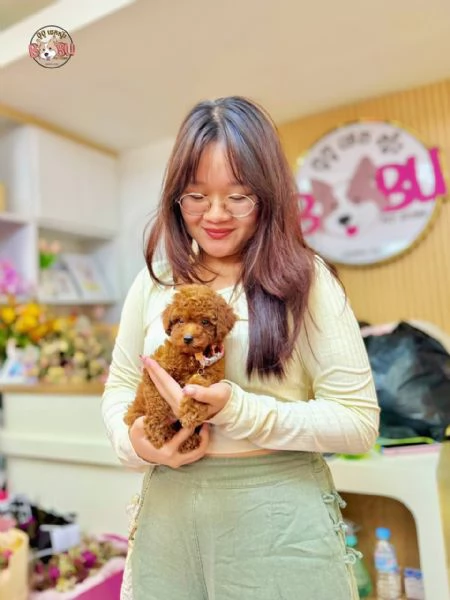 Toy Poodle Puppies for sale  | Foto 0