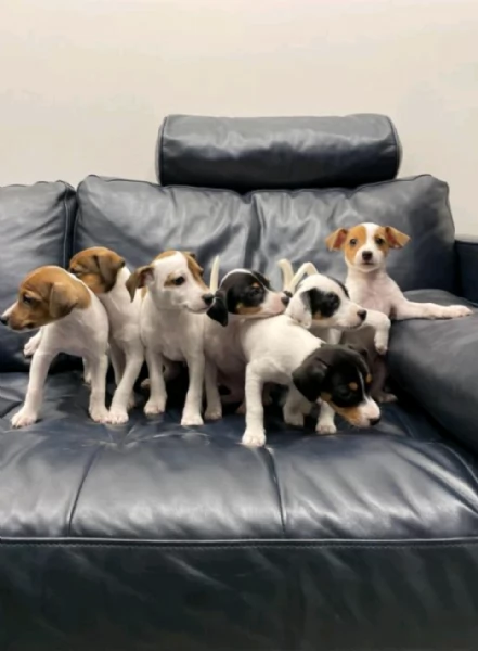  Jack Russell in cerca di adozione