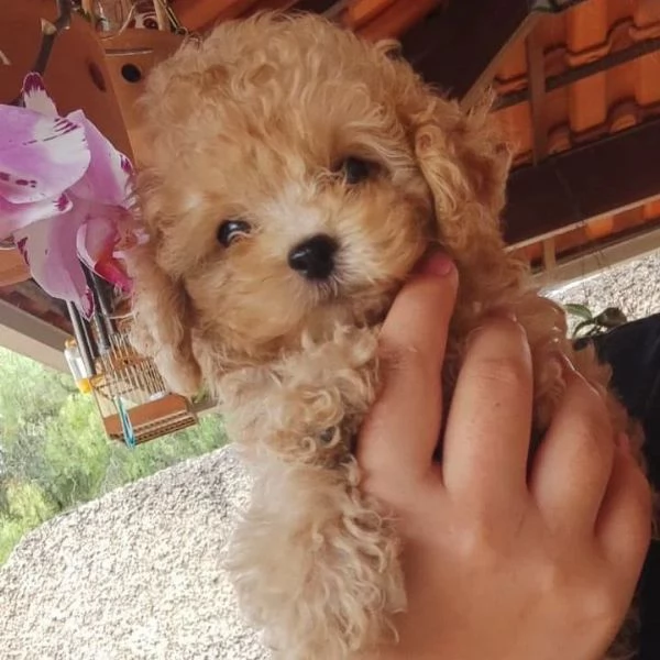  Abbiamo un barboncino toy assolutamente carino.  | Foto 1