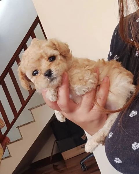  Abbiamo un barboncino toy assolutamente carino.  | Foto 0