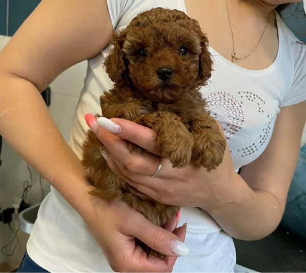 Regalo barboncino toy disponibile 