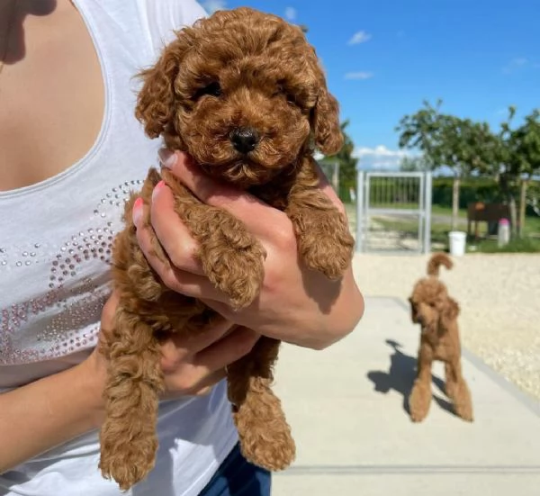 Regalo barboncino toy disponibile  | Foto 0