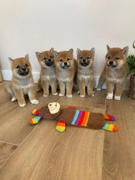 Adorabili cuccioli di Shiba Inu+[hidden]