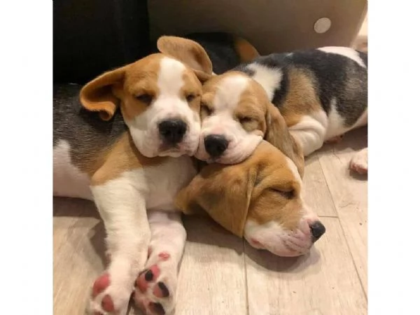 Cuccioli di Beagle con pedigree +[hidden]