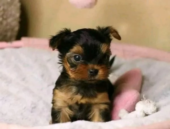 Yorkshire Terrier disponibili