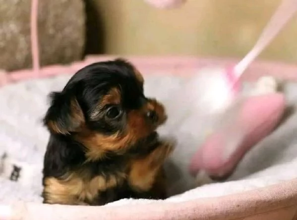 Cuccioli di Yorkie fantastici in cerca di adozione