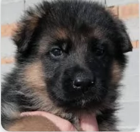 Regalo cucciolo di Pastore Tedesco