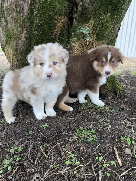 adorabili cuccioli pastore australiano femminucce e maschietti disponibili i cuccioli sono vaccinati