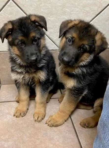 Regalo Tedeschi cuccioli puntatore a pelo corto Disponibili bellissimi Tedeschi cuccioli puntatore a