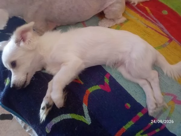 Maschietto di 5 mesi dolcissimo  | Foto 3