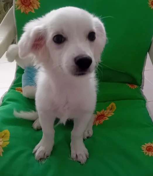 Maschietto di 5 mesi dolcissimo  | Foto 0
