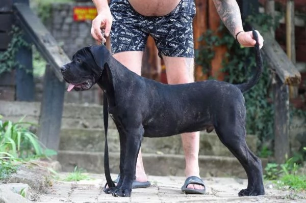 Cane Corso cucciolo maschio