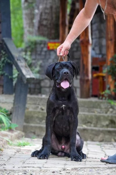 Cane Corso cucciolo maschio | Foto 2
