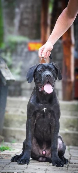 Cane Corso cucciolo maschio | Foto 1